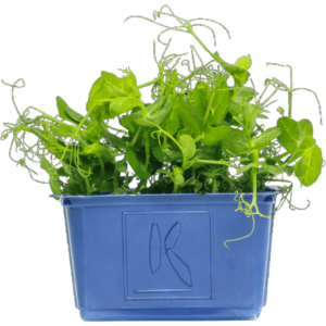 affilla cress dubai freshleaf uae