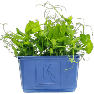 affilla cress freshleaf dubai uae