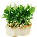 affilla cress freshleaf dubai uae