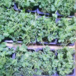 affilla cress freshleaf dubai uae