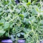 affilla cress freshleaf dubai uae