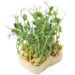 afila sprout freshleaf dubai uae