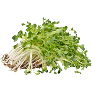 alfalfa sprout dubai freshleaf uae