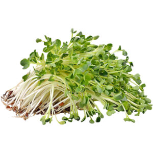 alfalfa sprout freshleaf dubai uae