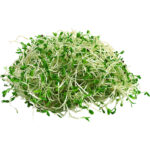 alfalfa sprout dubai freshleaf uae