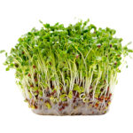 alfalfa sprout by freshleaf dubai uae