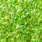 alfalfa sprout in dubai by freshleaf uae