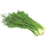 baby fennel freshleaf dubai uae