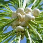 baby fennel freshleaf dubai uae