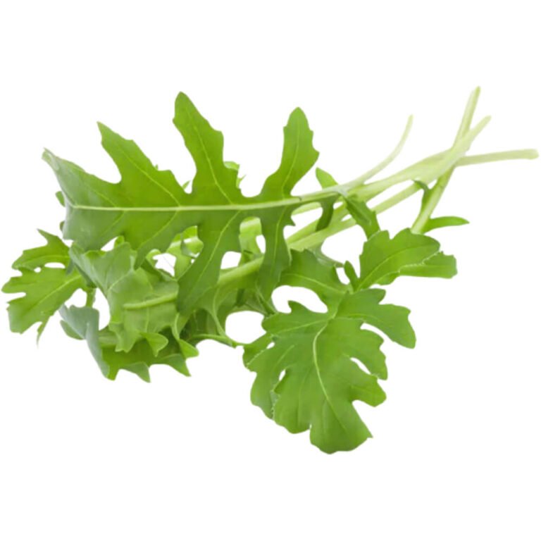 Baby Roca - Fresh Leaf UAE