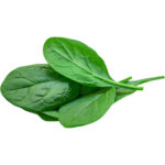 baby spinach freshleaf dubai uae