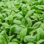 baby spinach freshleaf dubai uae