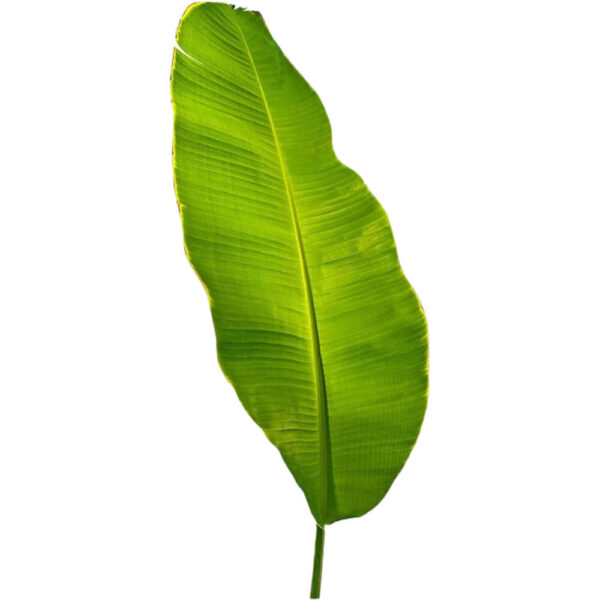 banana leaf freshleaf dubai uae