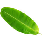 banana leaf freshleaf dubai uae