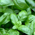 basil freshleaf dubai uae