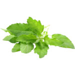 basil hot freshleaf dubai uae