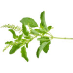 basil hot freshleaf dubai uae