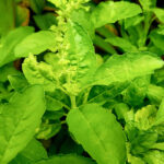 basil hot freshleaf dubai uae