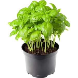 basil pot freshleaf dubai uae