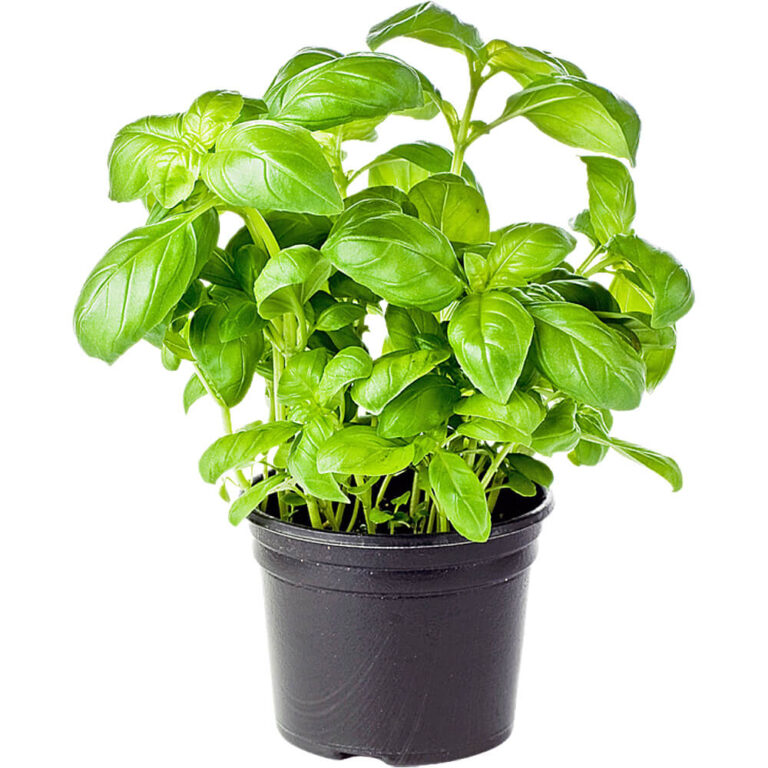 Basil Pot - Fresh Leaf UAE