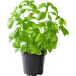 basil pot freshleaf dubai uae