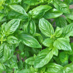 basil pot freshleaf dubai uae