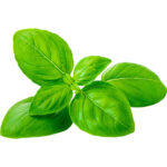 basil sweet freshleaf dubai uae