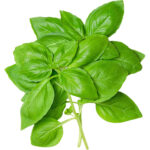 basil sweet freshleaf dubai uae