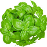 basil sweet freshleaf dubai uae