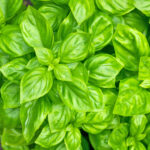 basil sweet freshleaf dubai uae