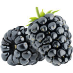 blackberry freshleaf dubai uae