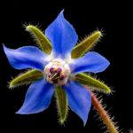 borage flower freshleaf dubai uae