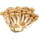 brown shimeji mushroom freshleaf dubai uae