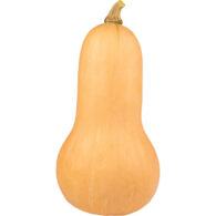 butternut pumpkin freshleaf dubai uae