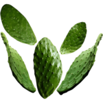 buy cactus prickly nopal dubai freshleaf uae