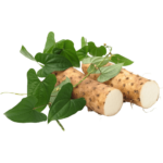 buy chinese yam dubai freshleaf uae