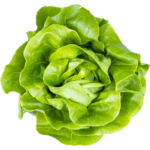 buy lettuce boston dubai freshleaf uae