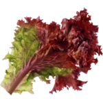 buy lettuce lollo rosso dubai freshleaf uae