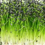 buy micro garlic chives dubai freshleaf uae