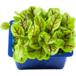 buy micro vene cress dubai freshleaf uae