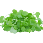 buy wasabi cress microgreens dubai freshleaf uae