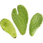 cactus prickly nopal dubai freshleaf uae