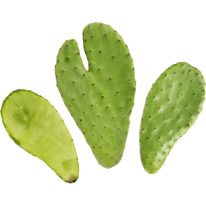 cactus prickly nopal dubai freshleaf uae