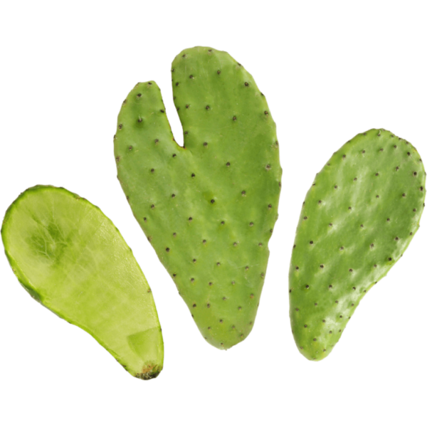 cactus prickly nopal dubai freshleaf uae