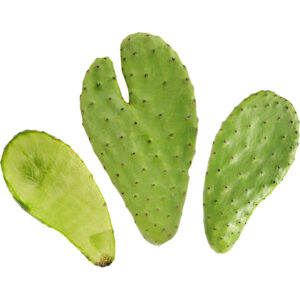 cactus prickly nopal freshleaf dubai uae