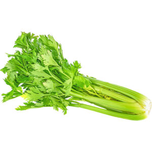 celery china freshleaf dubai uae