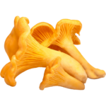 chanterelle mushrooms dubai freshleaf uae