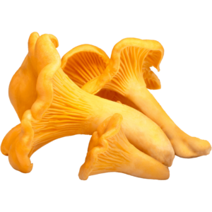 chanterelle mushrooms dubai freshleaf uae