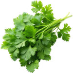 chervil freshleaf dubai uae