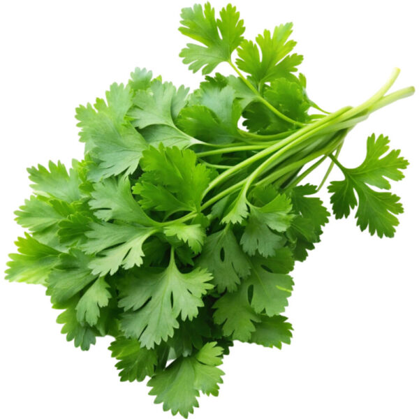 chervil freshleaf dubai uae